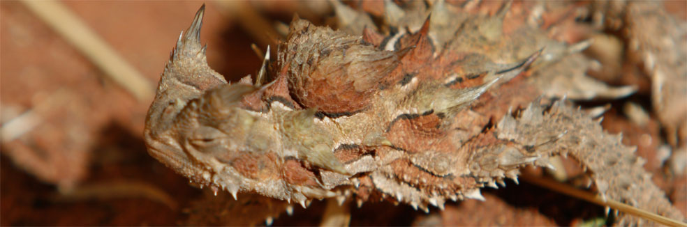 About Central Australia - Thorny devil - lives in central Australia